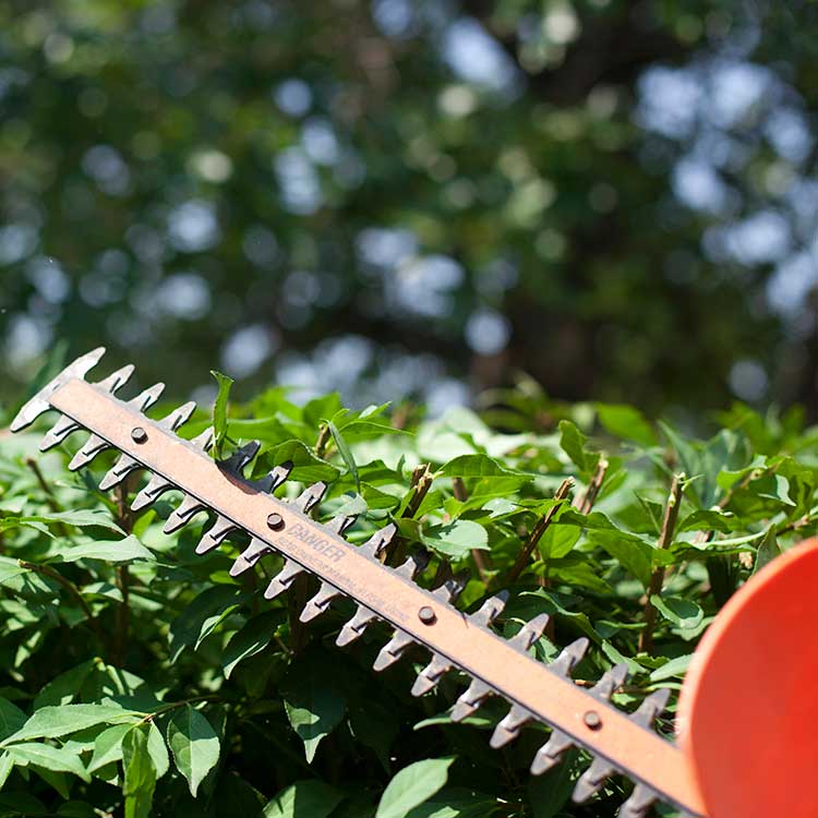 shrub pruning north attleboro wrentham ma 750px